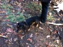 Ein treuer Begleiter